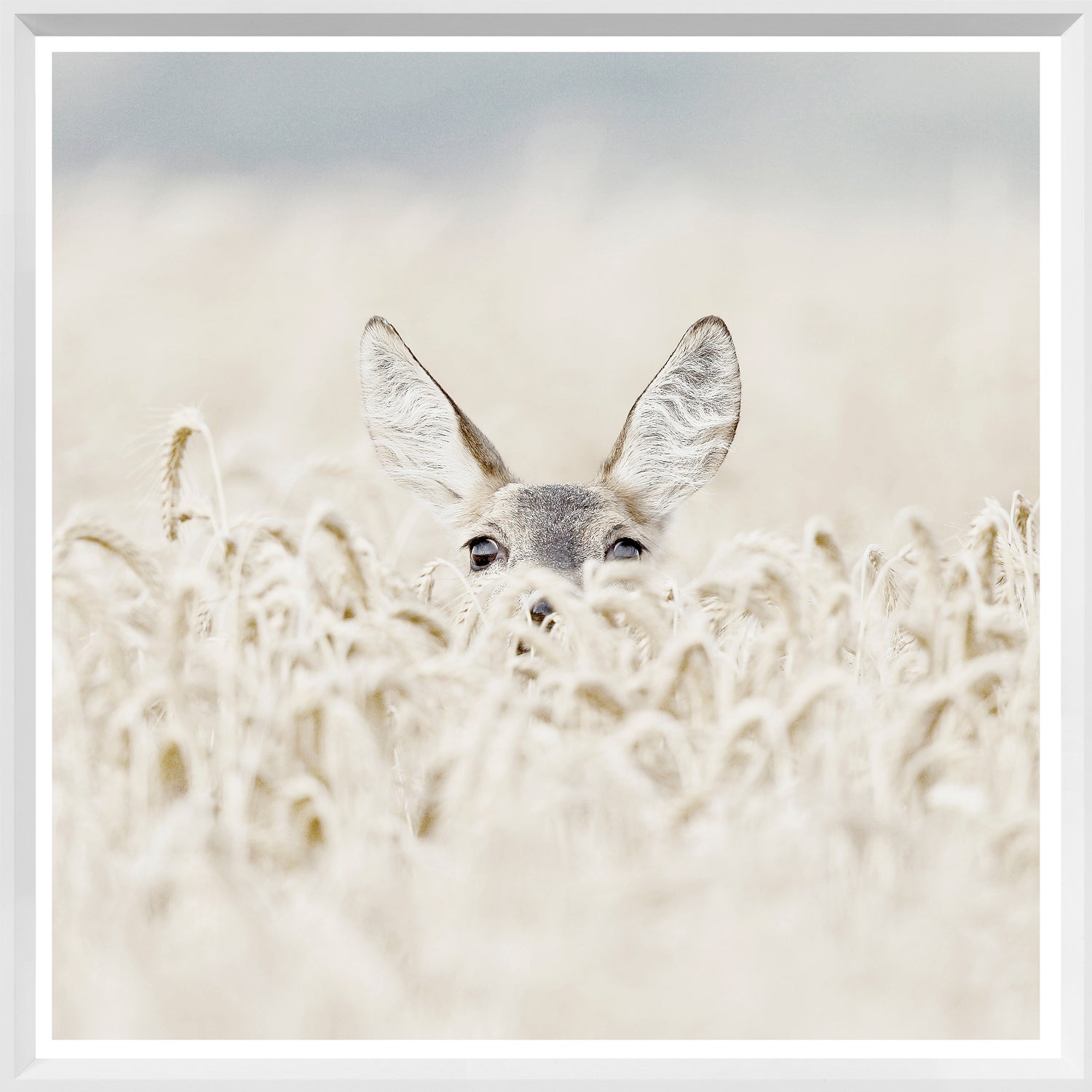 Coucou Cerf