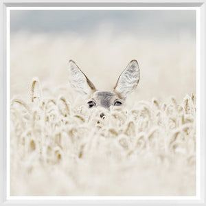 Coucou Cerf