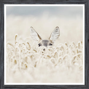 Coucou Cerf