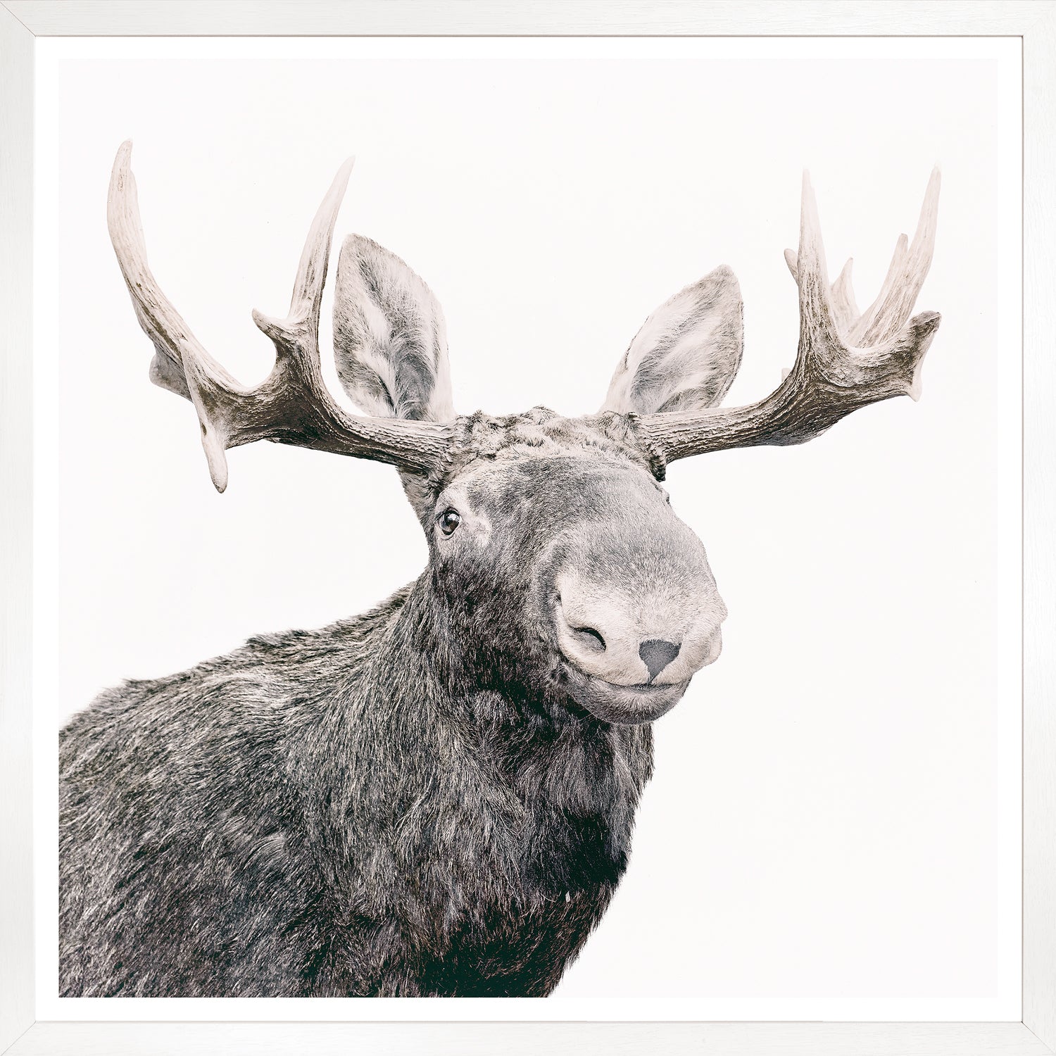 Happy Moose wall art featuring a close-up of a moose with antlers on a white background.