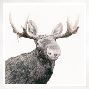 Happy Moose wall art featuring a close-up of a moose with antlers on a white background.