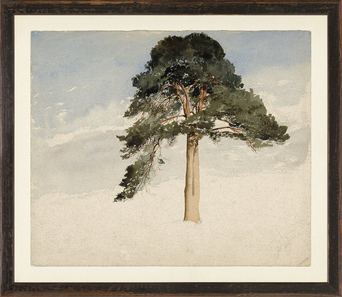 front view of COLLECTION VINTAGE – SCOTTISH FIR TREE, 1849 luxury Artwork