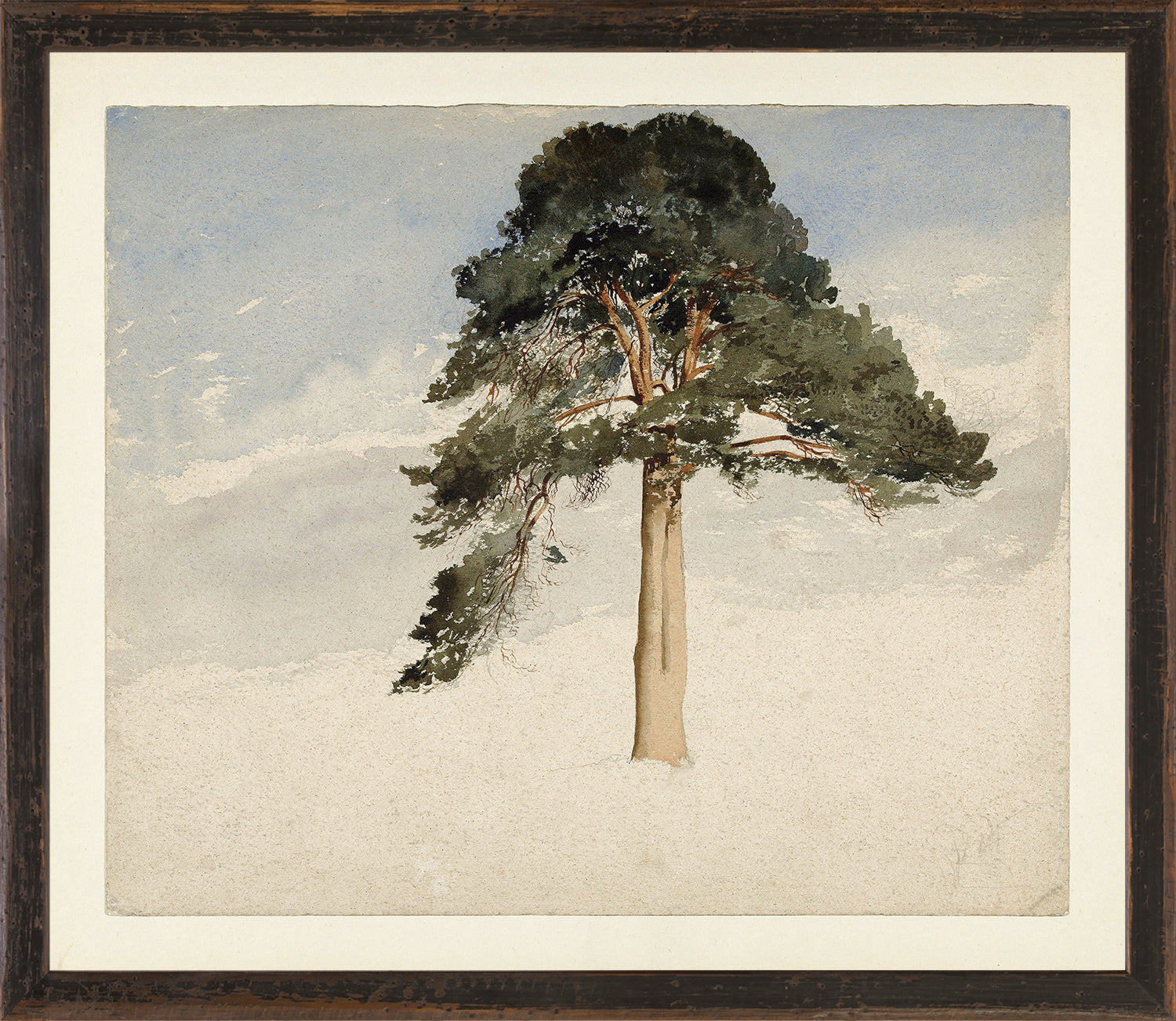 front view of COLLECTION VINTAGE – SCOTTISH FIR TREE, 1849 luxury Artwork