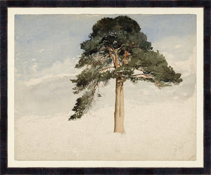 Collection Vintage Scottish Fir Tree 1849 framed art print