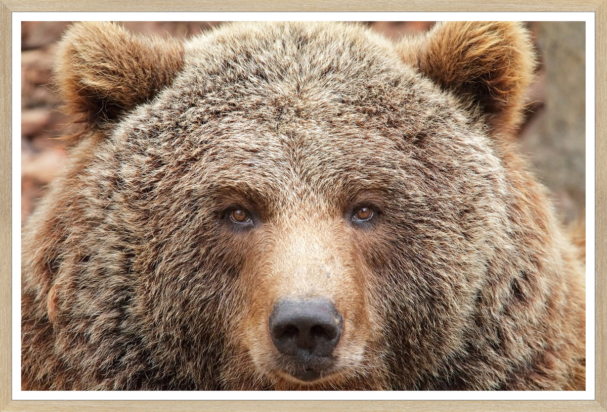 Natural – Grizzly wall art featuring a close-up of a brown bear's face with detailed fur texture.