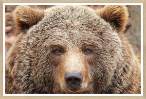 Natural – Grizzly wall art featuring a close-up of a brown bear's face with detailed fur texture.