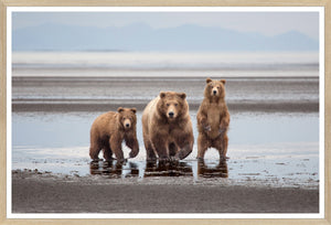 Natural Bear Family wall art featuring three bears walking on a wet landscape