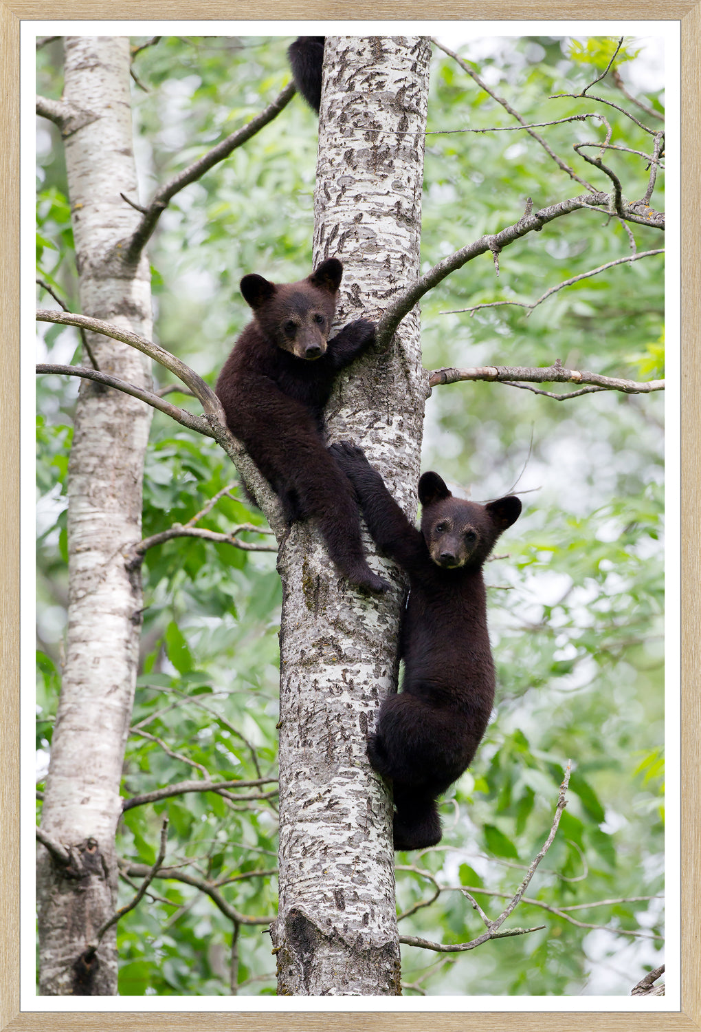 Natural – Black Bear Cubs wall art featuring two cubs climbing a tree in a lush green setting.