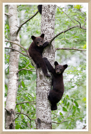 Natural – Black Bear Cubs wall art featuring two cubs climbing a tree in a lush green setting.