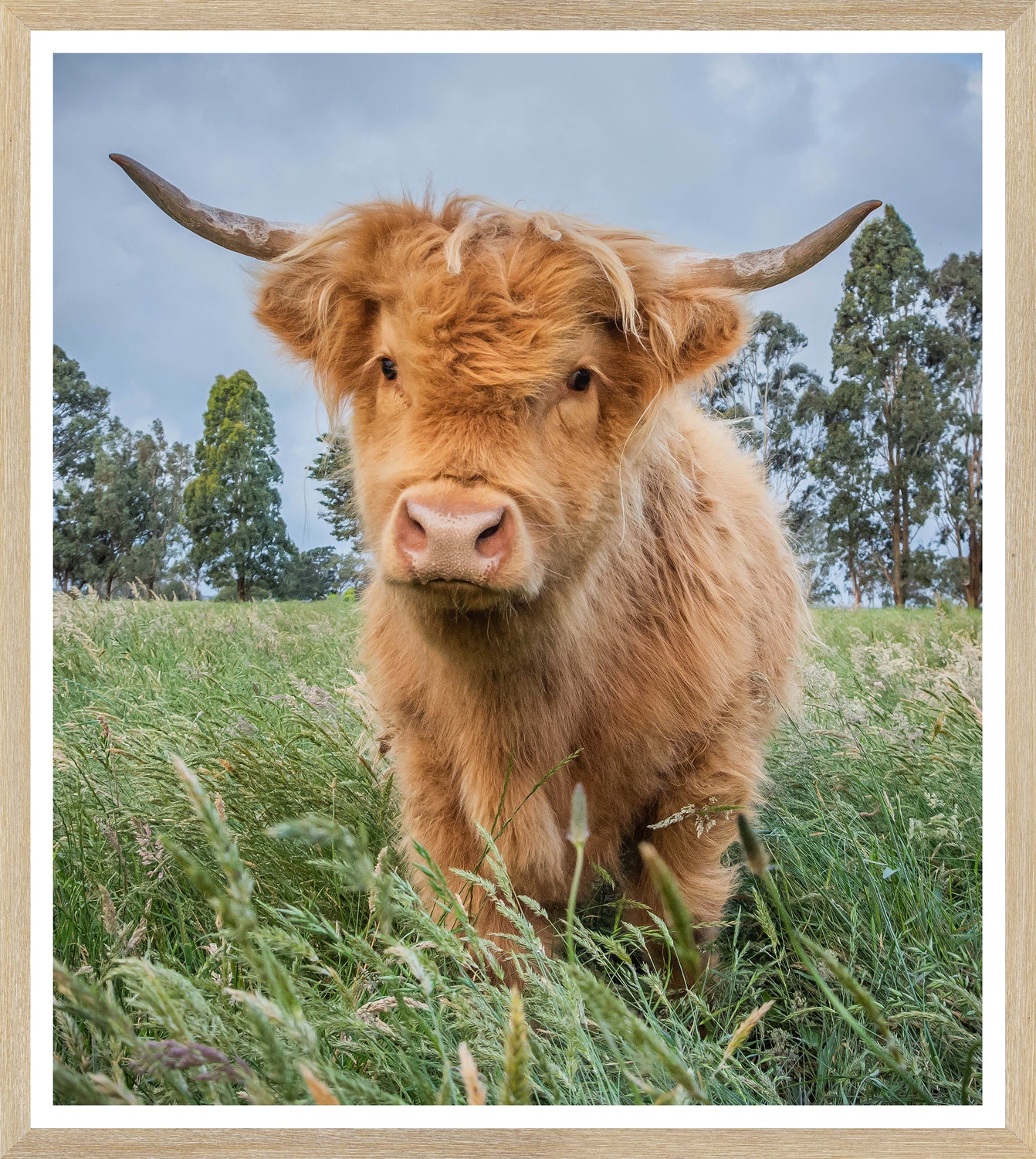 Natural Highland Calf wall art featuring a fluffy orange calf in a grassy field