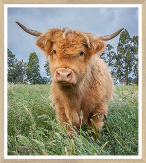 Natural Highland Calf wall art featuring a fluffy orange calf in a grassy field