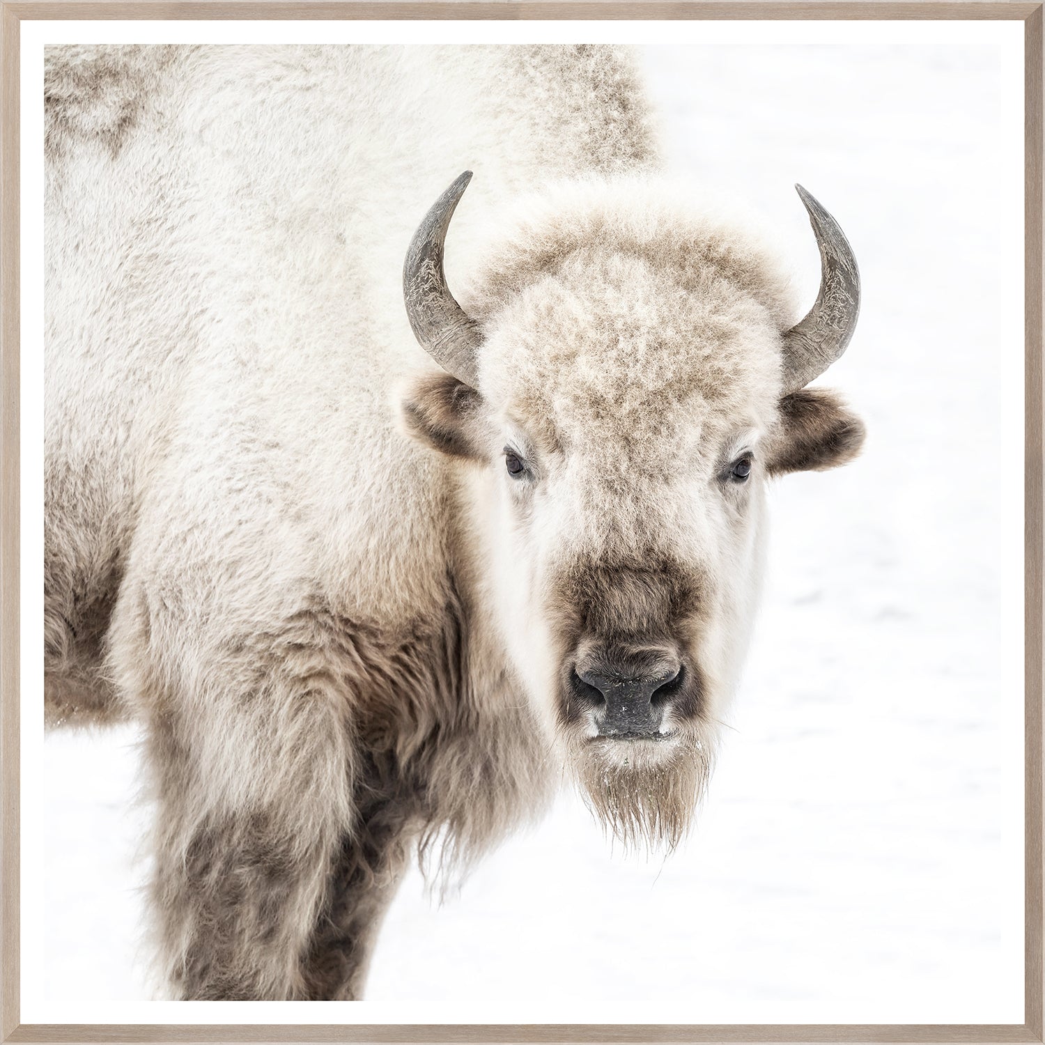 front view of Sacred White Bison luxury Artwork