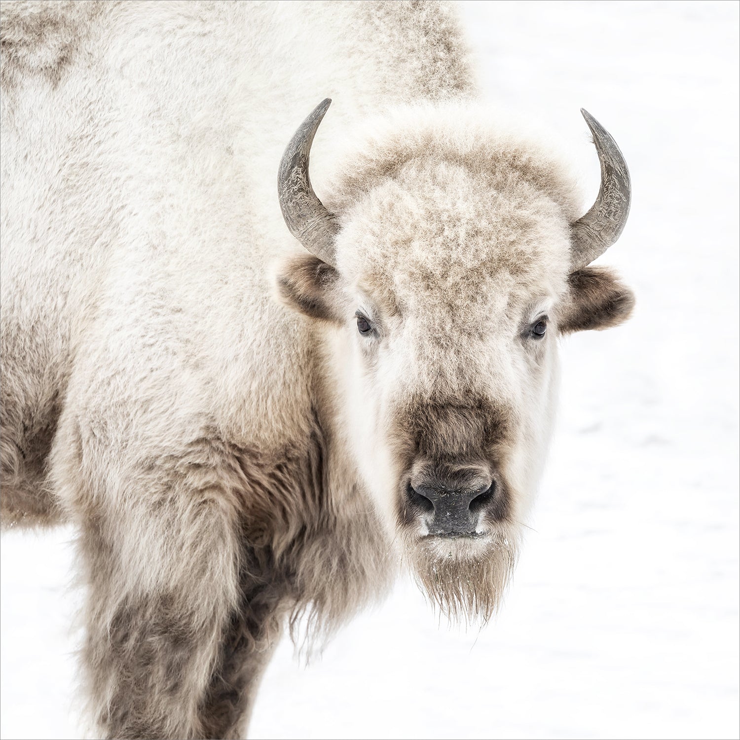 Sacred White Bison