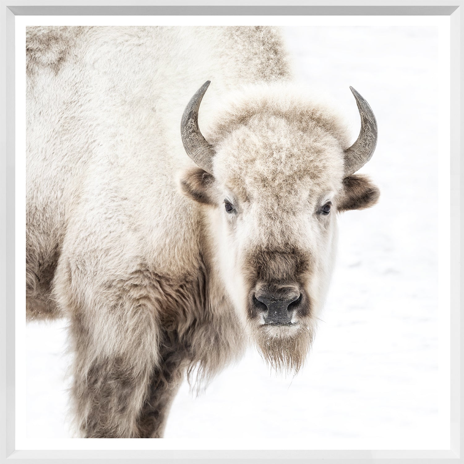 Sacred White Bison