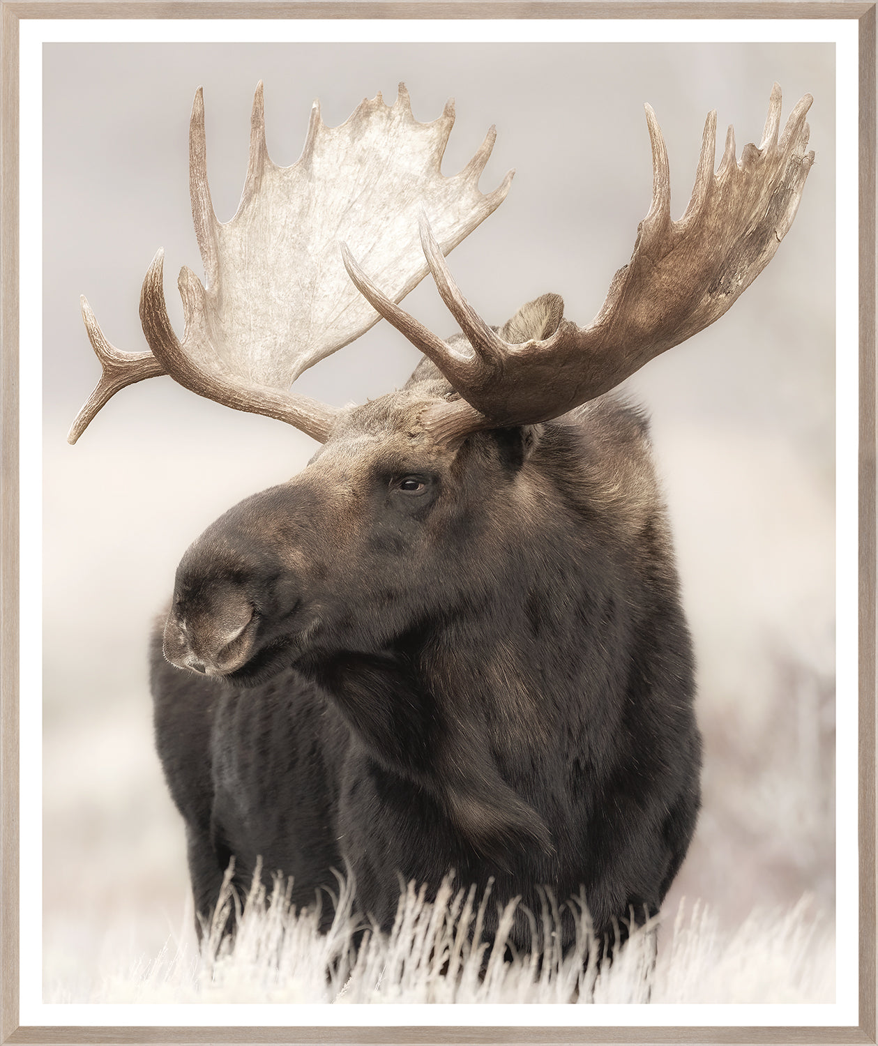 front view of Grand Teton Moose luxury Artwork