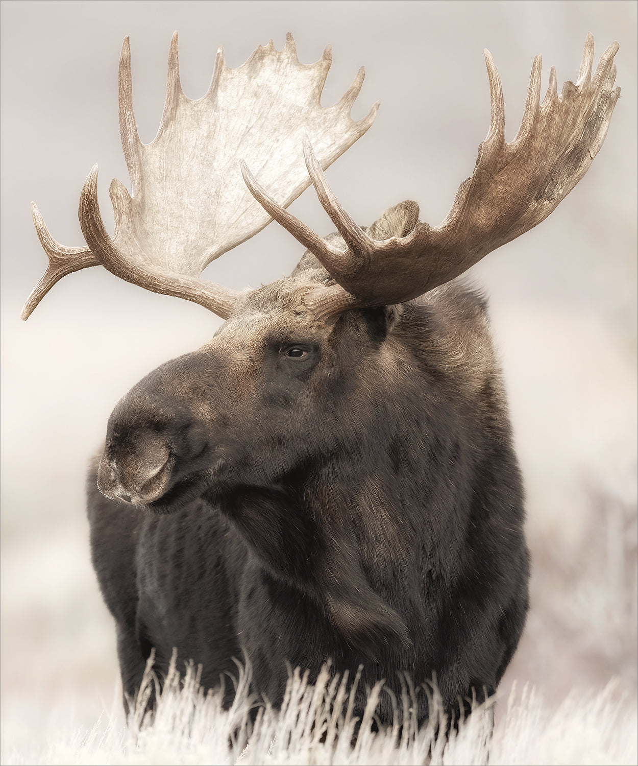 Grand Teton Moose