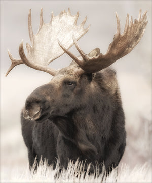 Grand Teton Moose