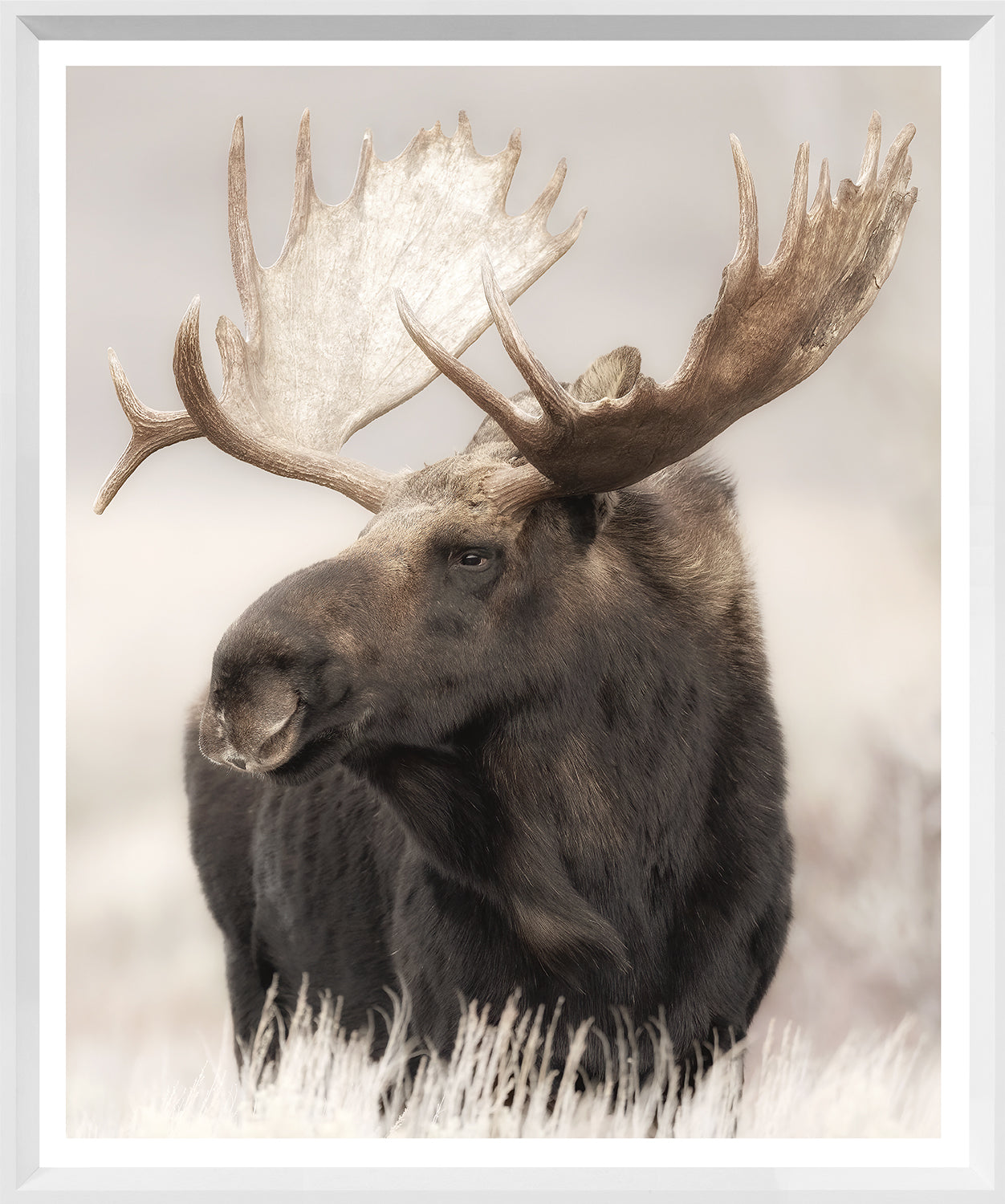 Grand Teton Moose