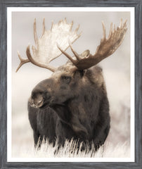 18.5 × 22 in – Glass Framed, Grey Frame