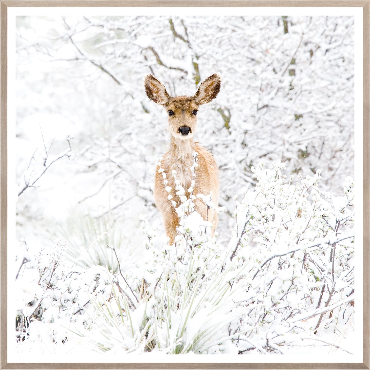 front view of Colorado Mule Deer luxury Artwork