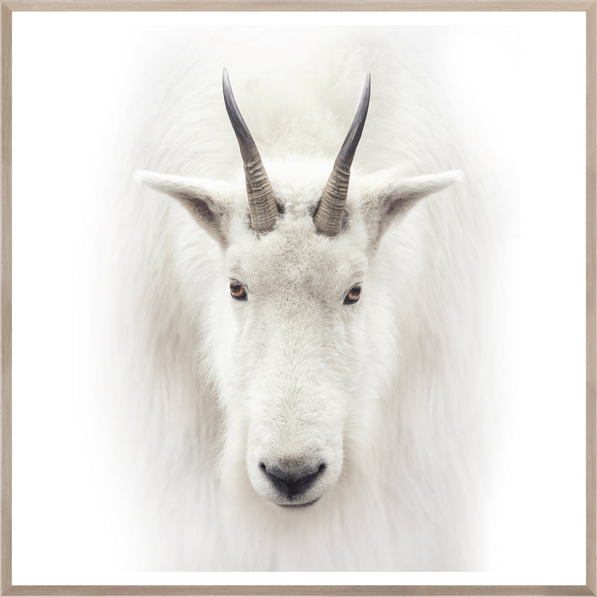 Mountain Goat