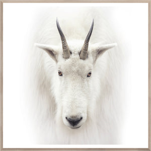 Mountain Goat