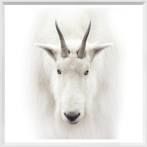 Mountain Goat
