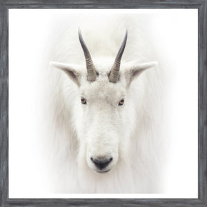 Mountain Goat