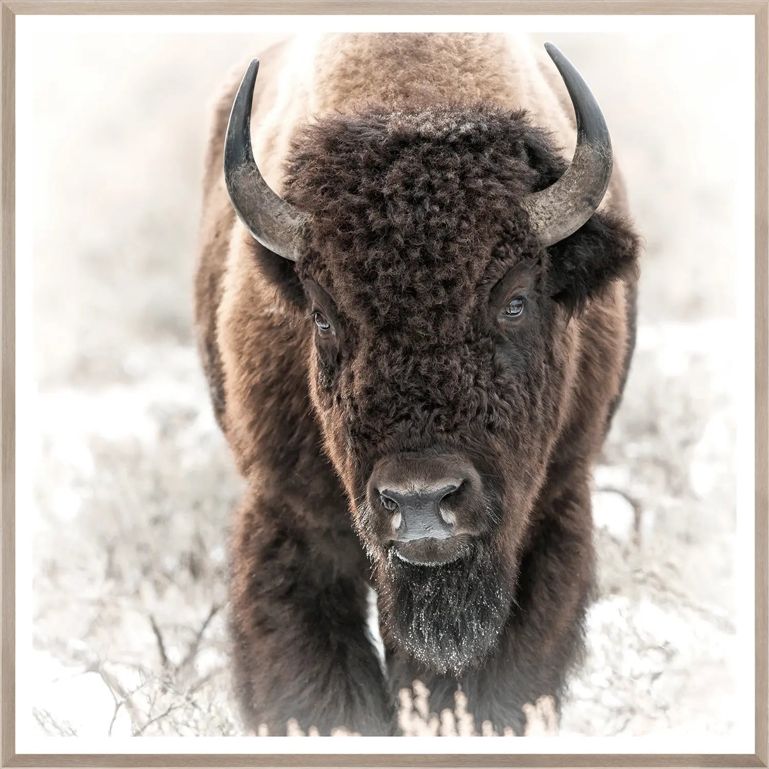 front view of Bison in the Tetons luxury Artwork
