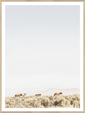 Sage Ridge, Chevaux