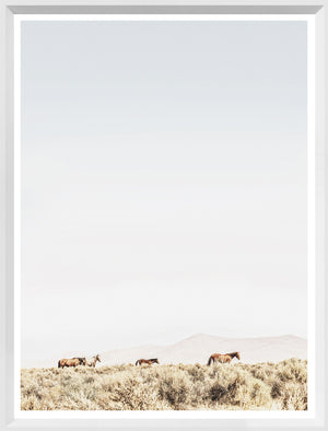 Sage Ridge, Chevaux
