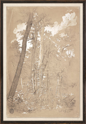 COLLECTION 23 – CHESTNUT TREES, NIAGARA RIVER C. 1858