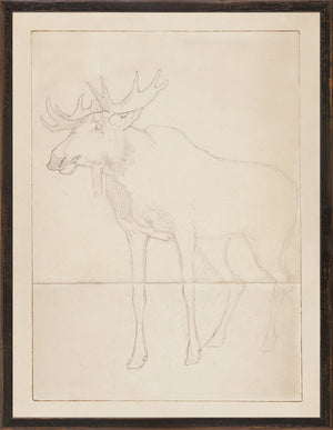 Northern Collection Moose Sketch C. 1858, pencil drawing of a moose on textured paper