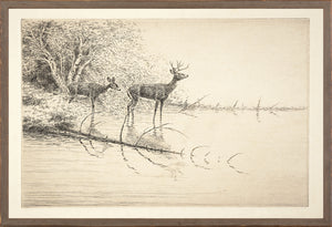 Northern Collection – White Tails in the Morning C. 1889 wall art featuring two deer by a water's edge, detailed etching.