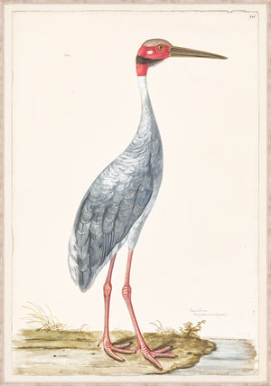 T White Sur Crane C 1720 framed art print