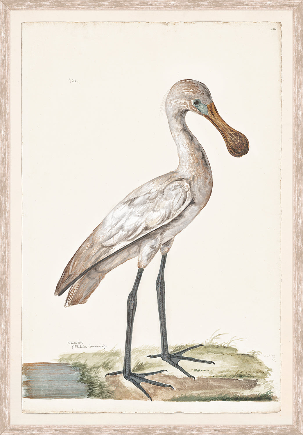 front view of T. WHITE – SPOONBILL C. 1720 luxury Artwork