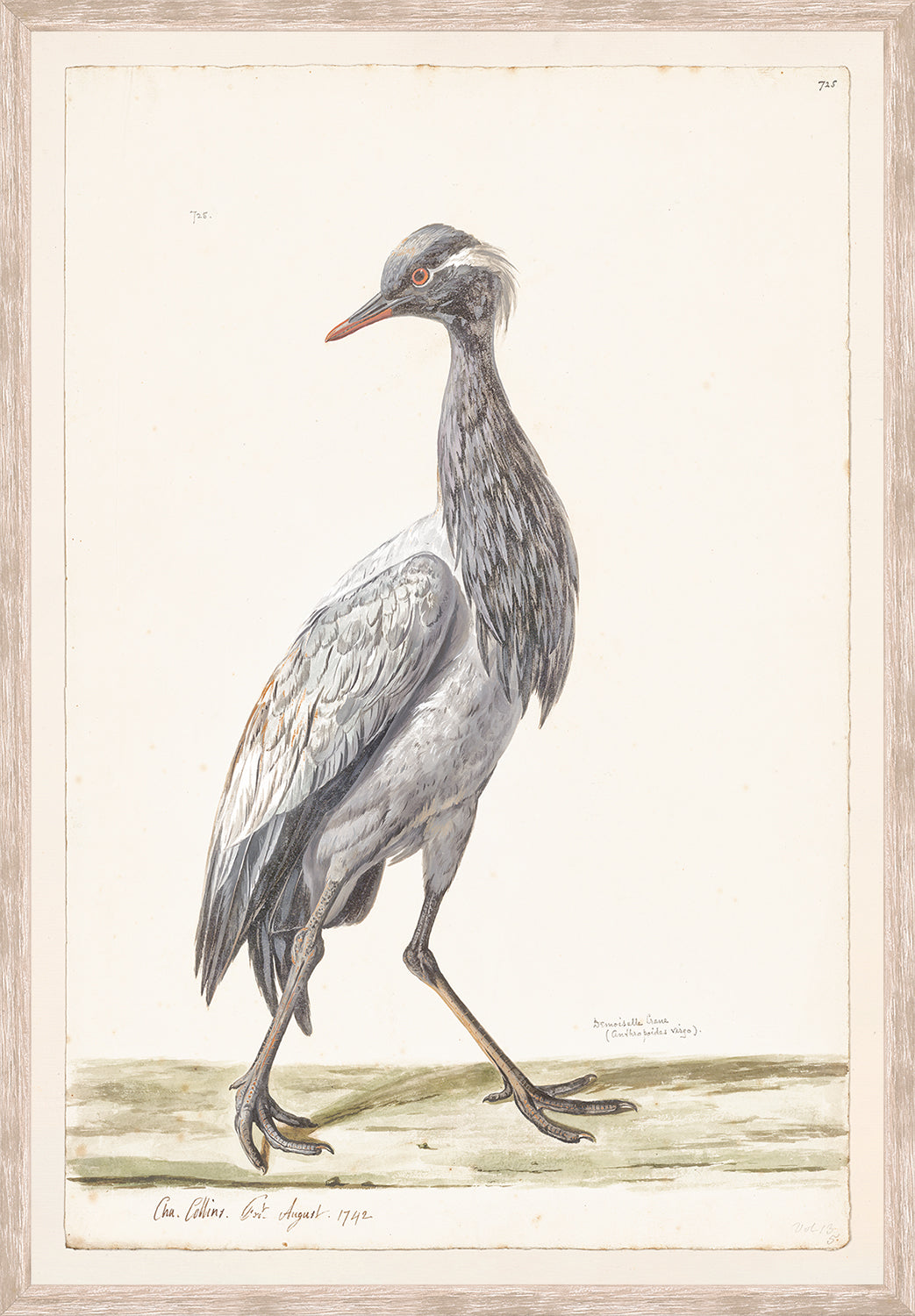 front view of T. WHITE – DEMOISELLE CRANE C. 1720 luxury Artwork
