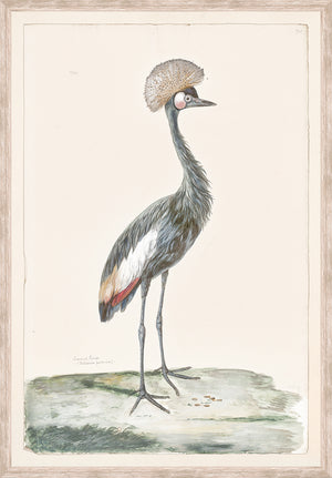 T. WHITE – CROWNED CRANE C. 1720