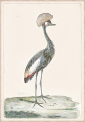 33 × 47 in