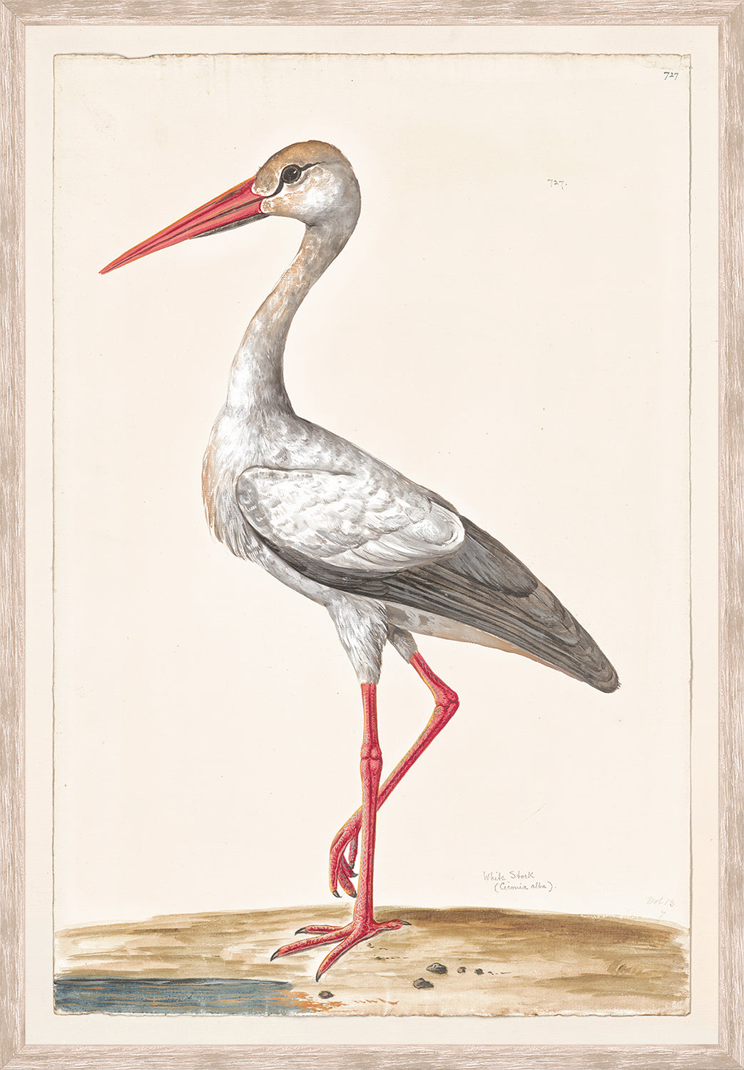 front view of T. WHITE – WHITE STORK C. 1720 luxury Artwork