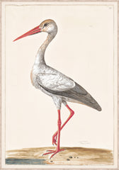 33 × 47 in