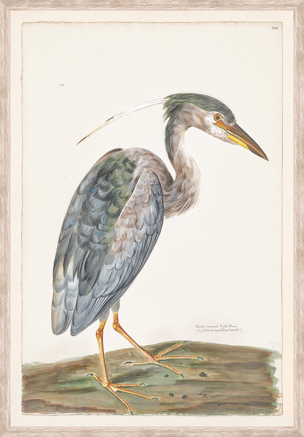 front view of T. WHITE – BLACK CROWNED NIGHT HERON C. 1720 luxury Artwork