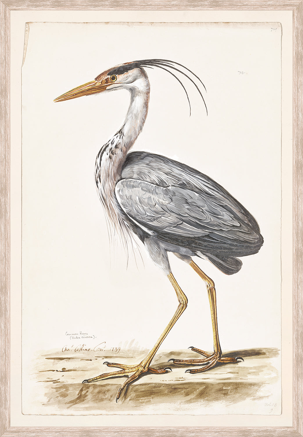 front view of T. WHITE – COMMON HERON C. 1720 luxury Artwork