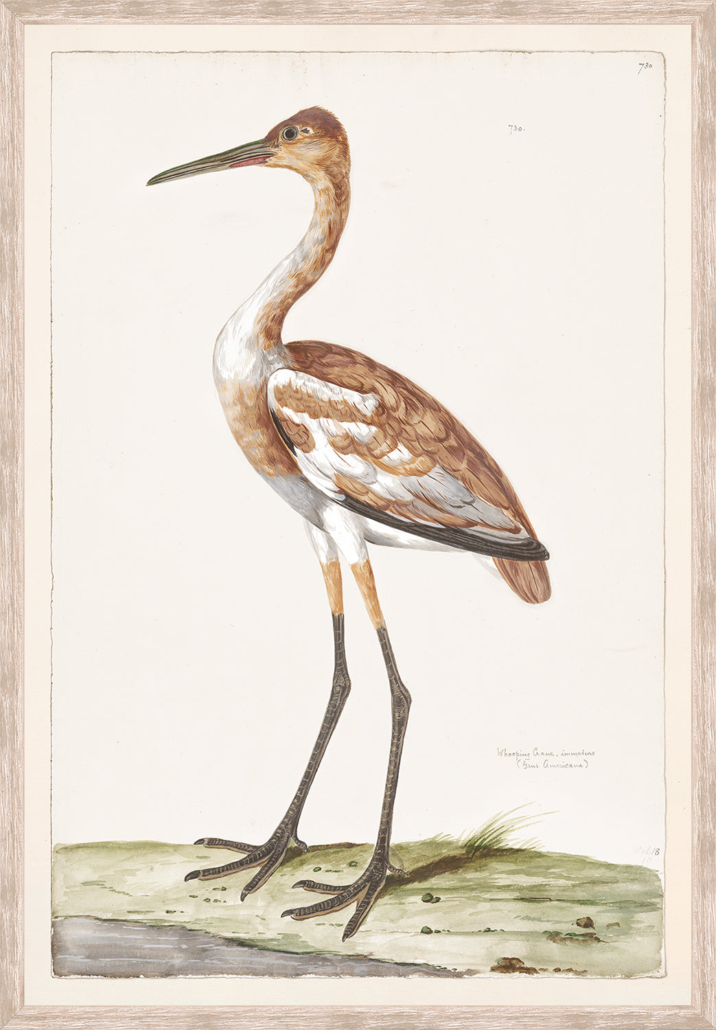 front view of T. WHITE – WHOOPING CRANE C. 1720 luxury Artwork