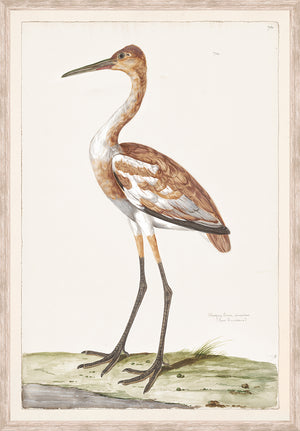 T. WHITE – WHOOPING CRANE C. 1720