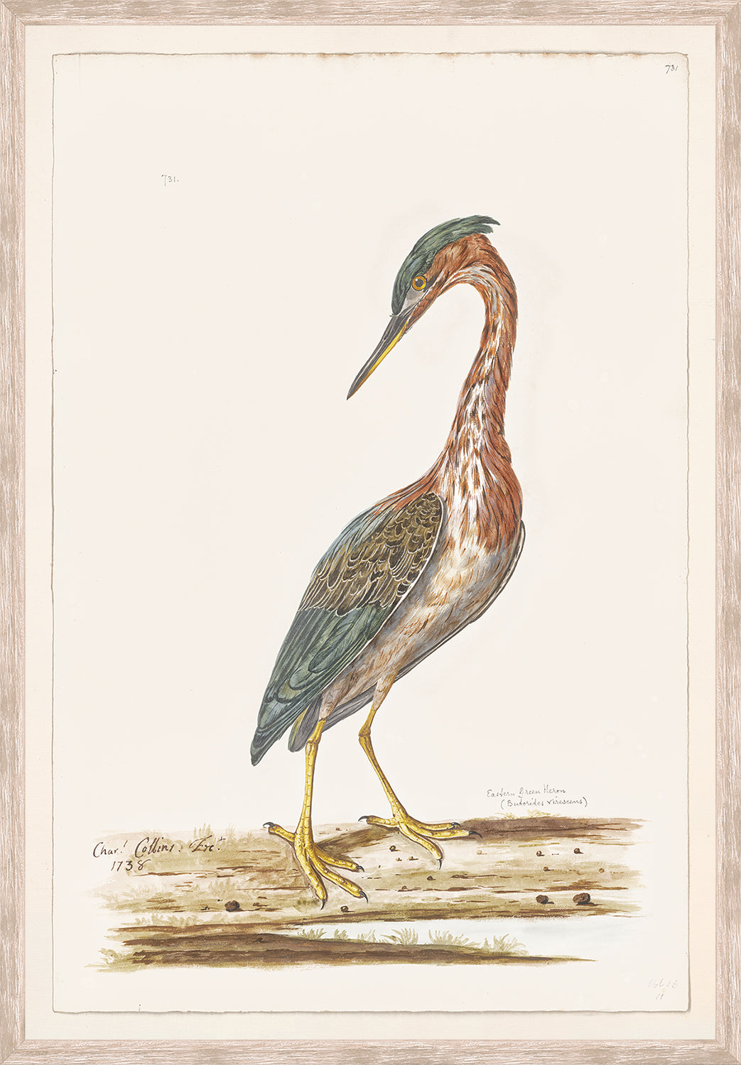 front view of T. WHITE – EASTERN GREEN HERON C. 1720 luxury Artwork