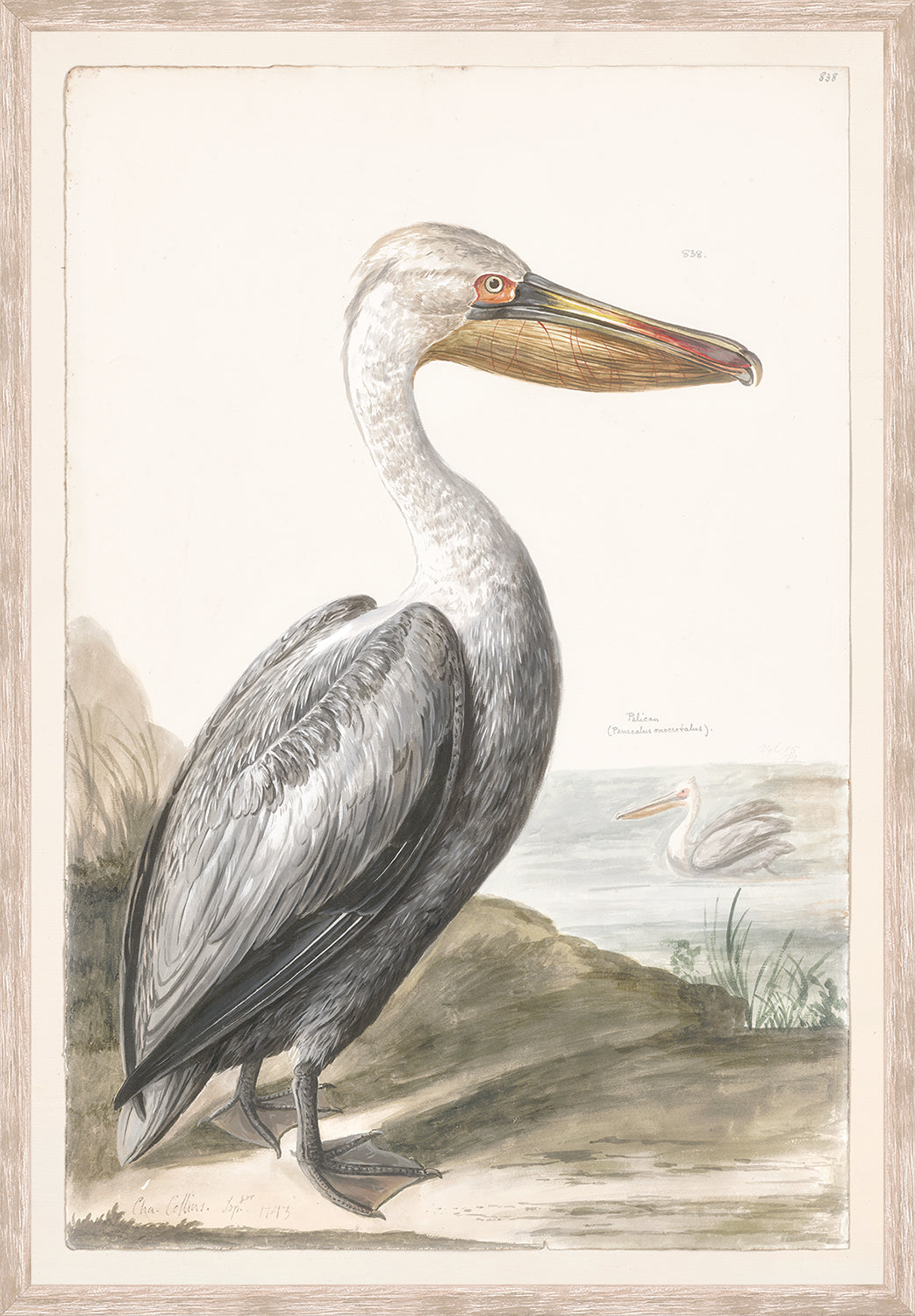 front view of T. WHITE – PELICAN C. 1720 luxury Artwork