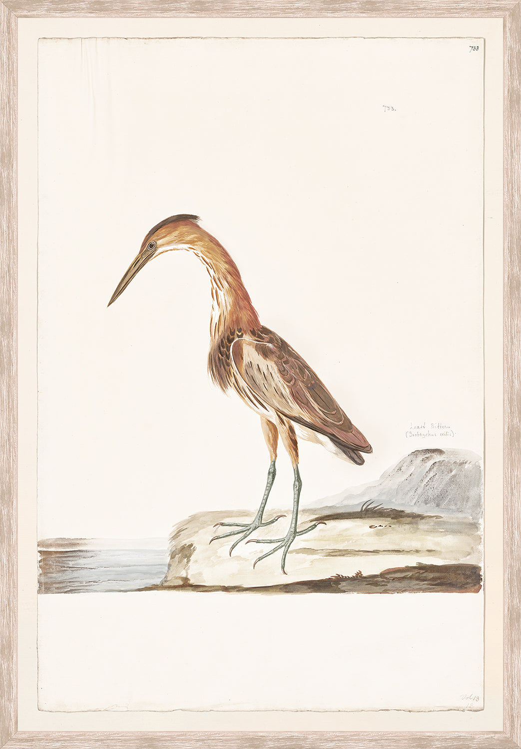 front view of T. WHITE – LEAST BITTERN C. 1720 luxury Artwork