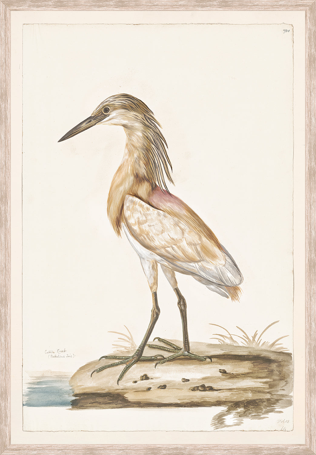 front view of T. WHITE – CATTLE EGRET C. 1720 luxury Artwork