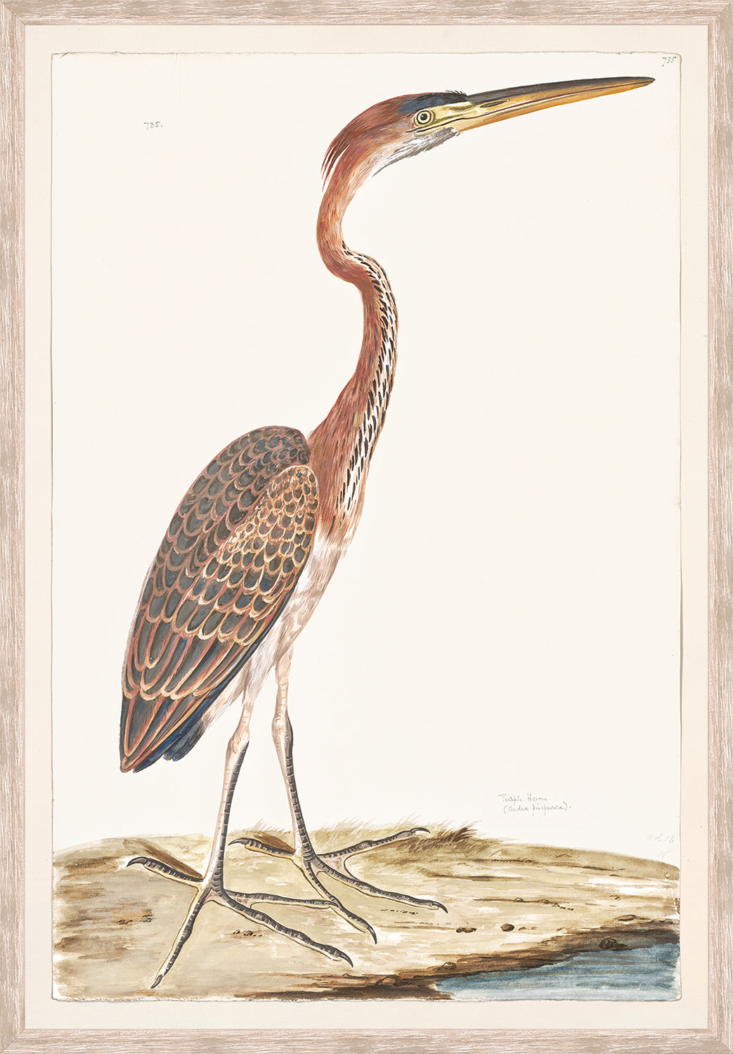 front view of T. WHITE – PURPLE HERON C. 1720 luxury Artwork